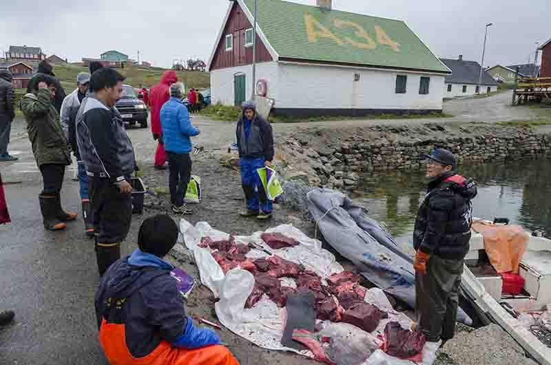 207 - Groenlandia - Narsaq - puerto y punto de venta de la pesca local - hoy ballena